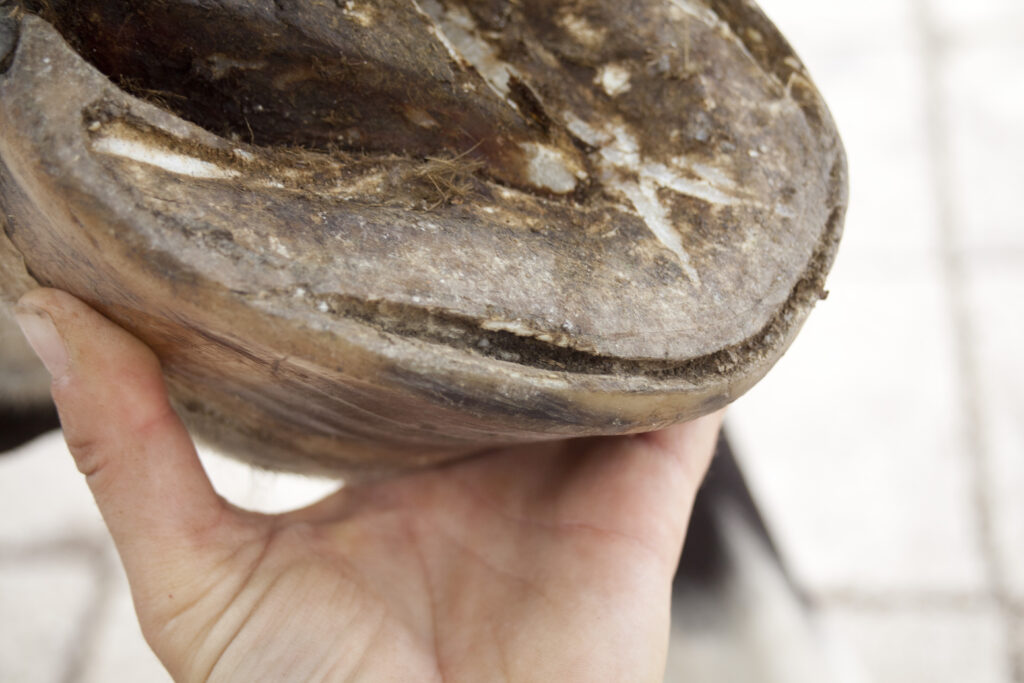 Close-up of a hoof sole displaying white line disease