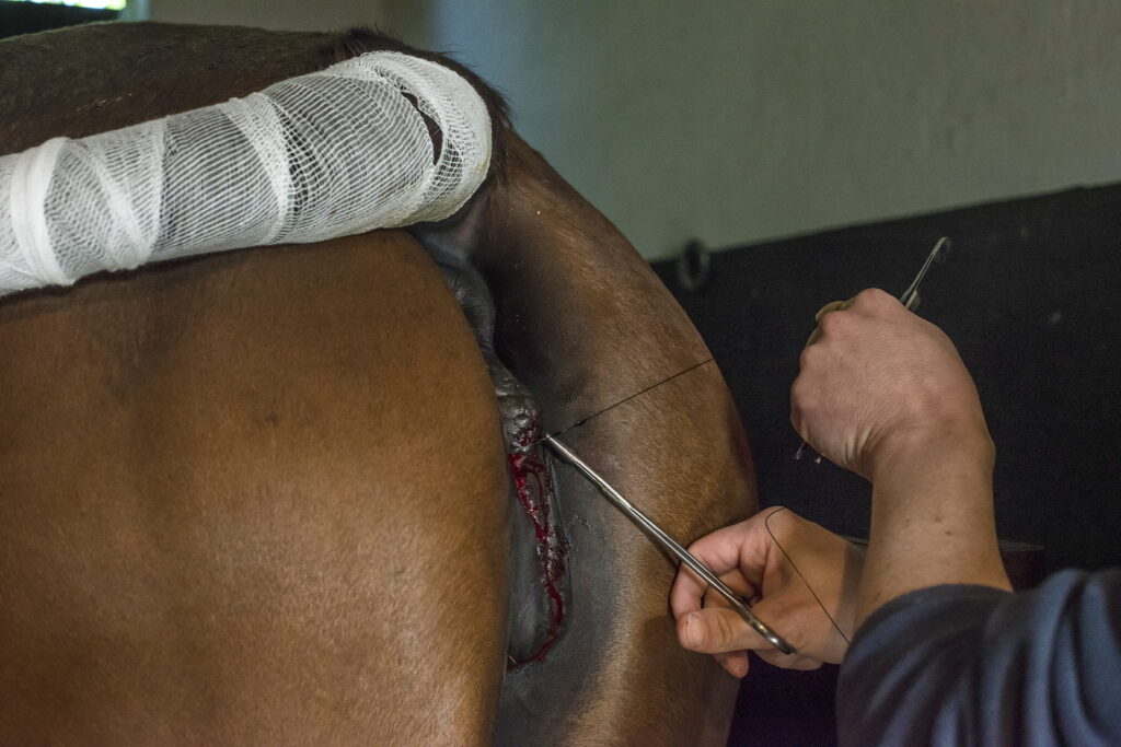 Suturing the top of a mare's vulva closed (a Caslick's procedure) can help reduce reproductive tract contamination and infection.