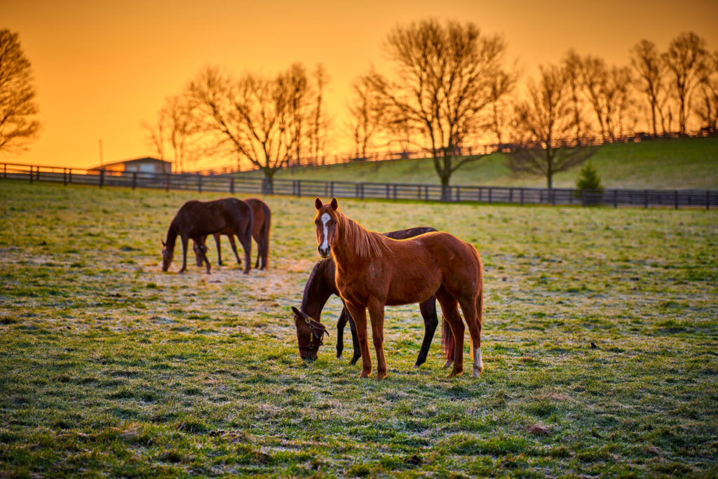 Medial femoral condyle subchondral lucencies are common in yearling and 2-year-old Thoroughbreds, but they do not always progress or negatively impact future racing performance.