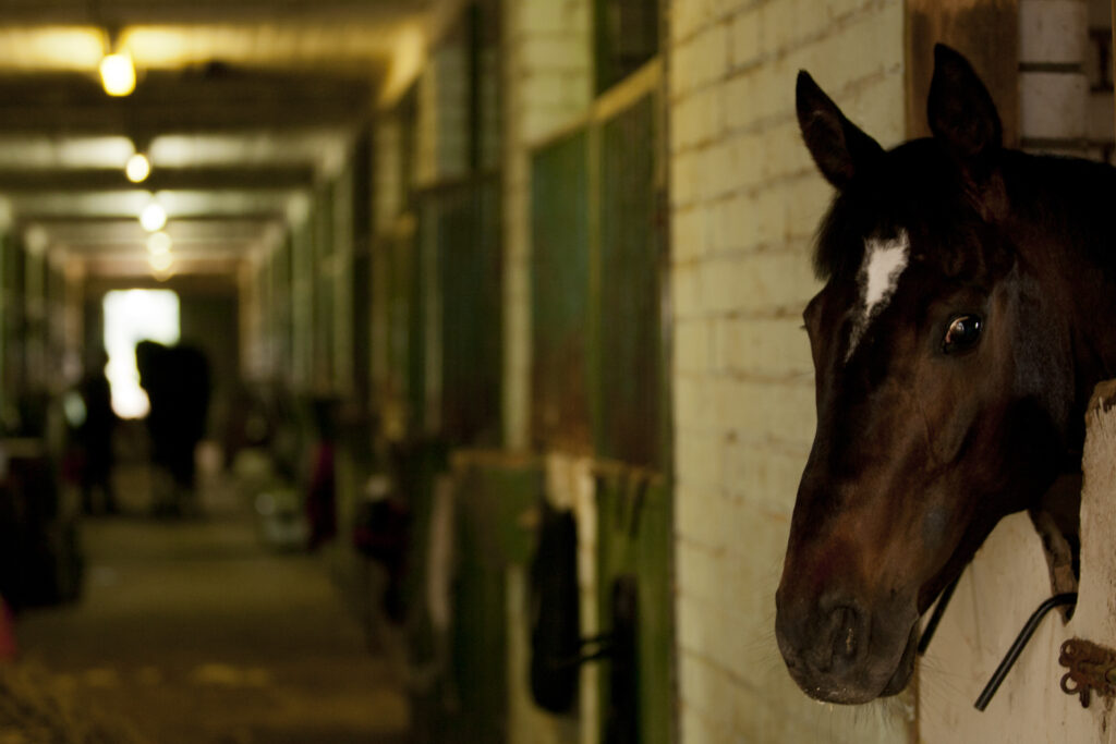 Horse stall, horse ulcers