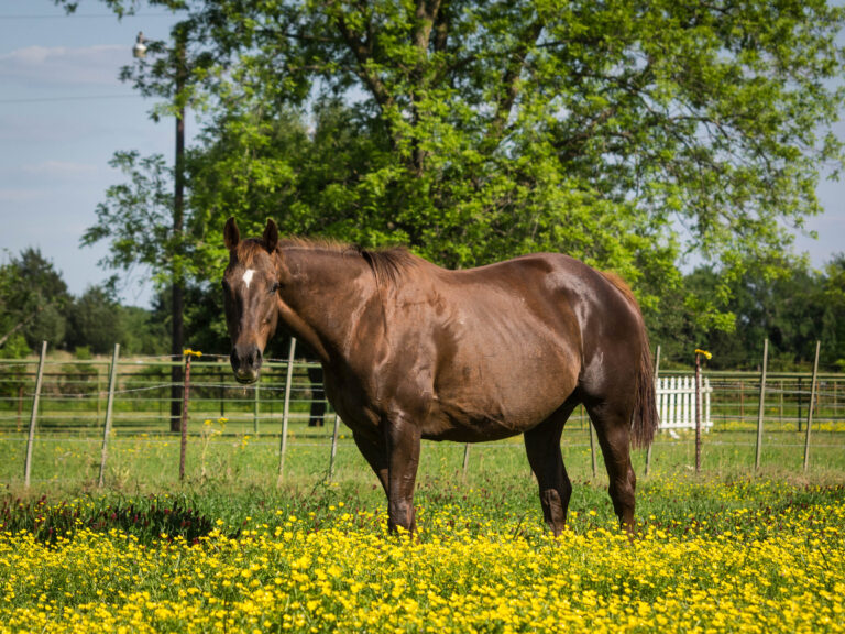 Thoroughbred Broodmare Horse