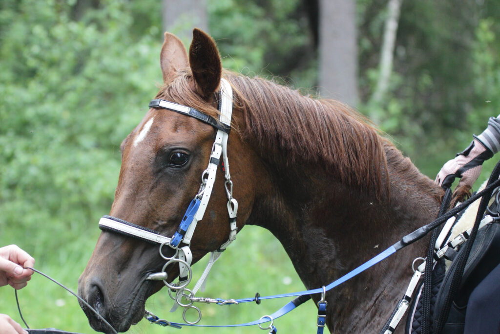 A portrait of a chestnut endurance horse at a grooming stop. This study analyzed lameness elimination in endurance riding.