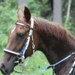 Endurance horse portrait