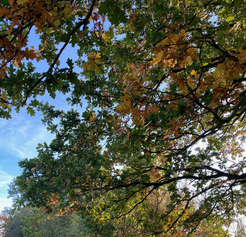 An oak tree. Oaks and sycamores can be deadly to horses. 