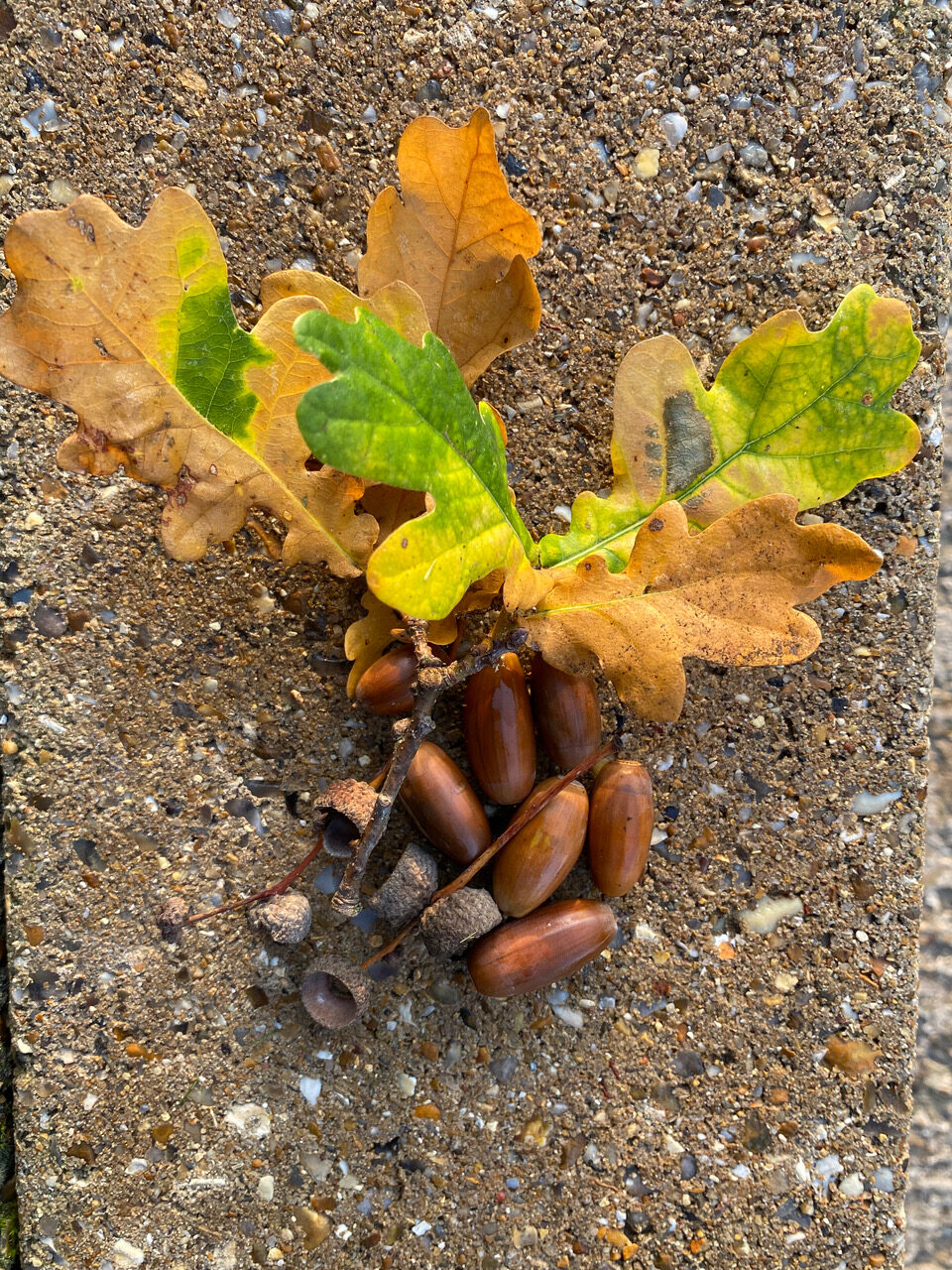 Acorns and oak leaves. 