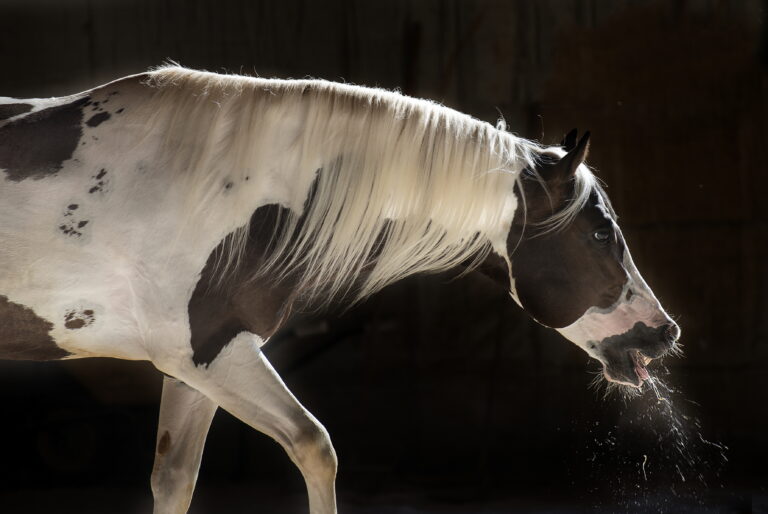 coughing-horse-paint-120719911_ABFa4-1