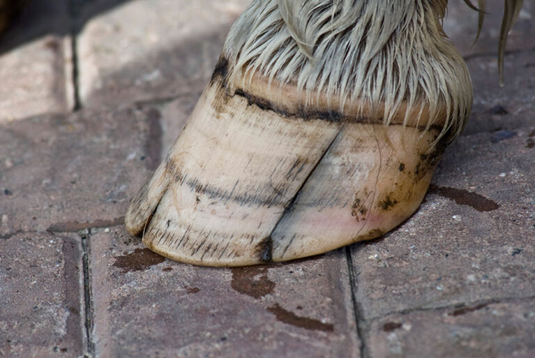 hoof cracks in horse