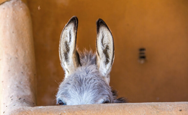 donkey ears and eyes above stall