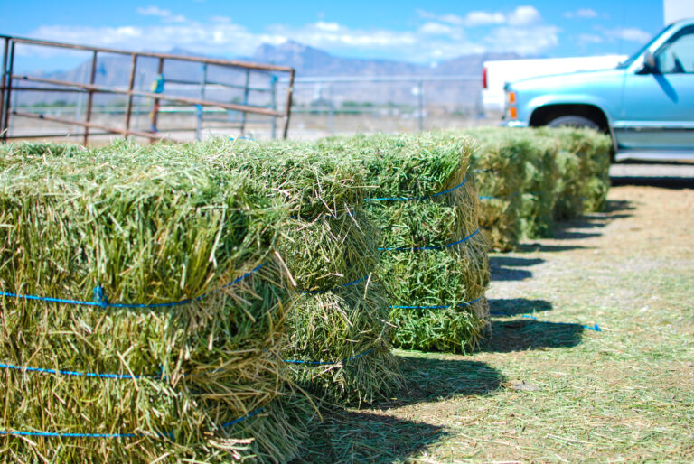 Rows of alfalfa hay in front of old truck