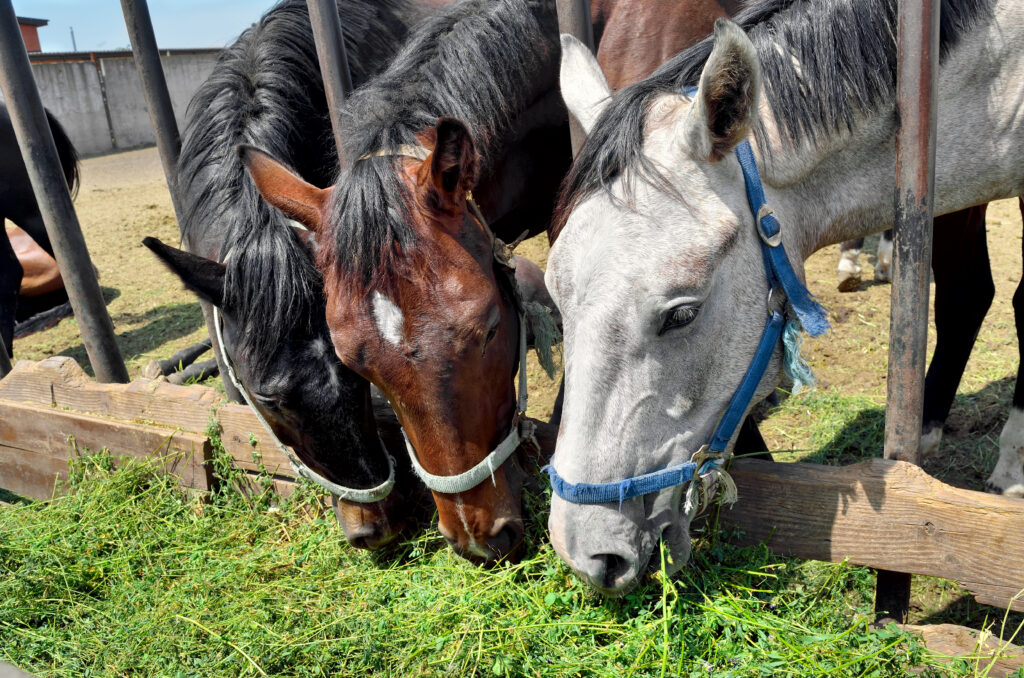 Horses in pen are eating green grass from a manger.