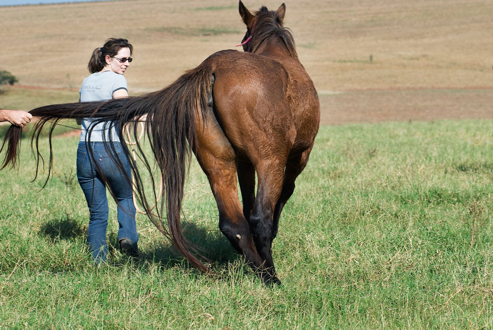pulling tail of neurologic horse