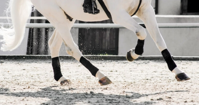 legs of gray horse cantering
