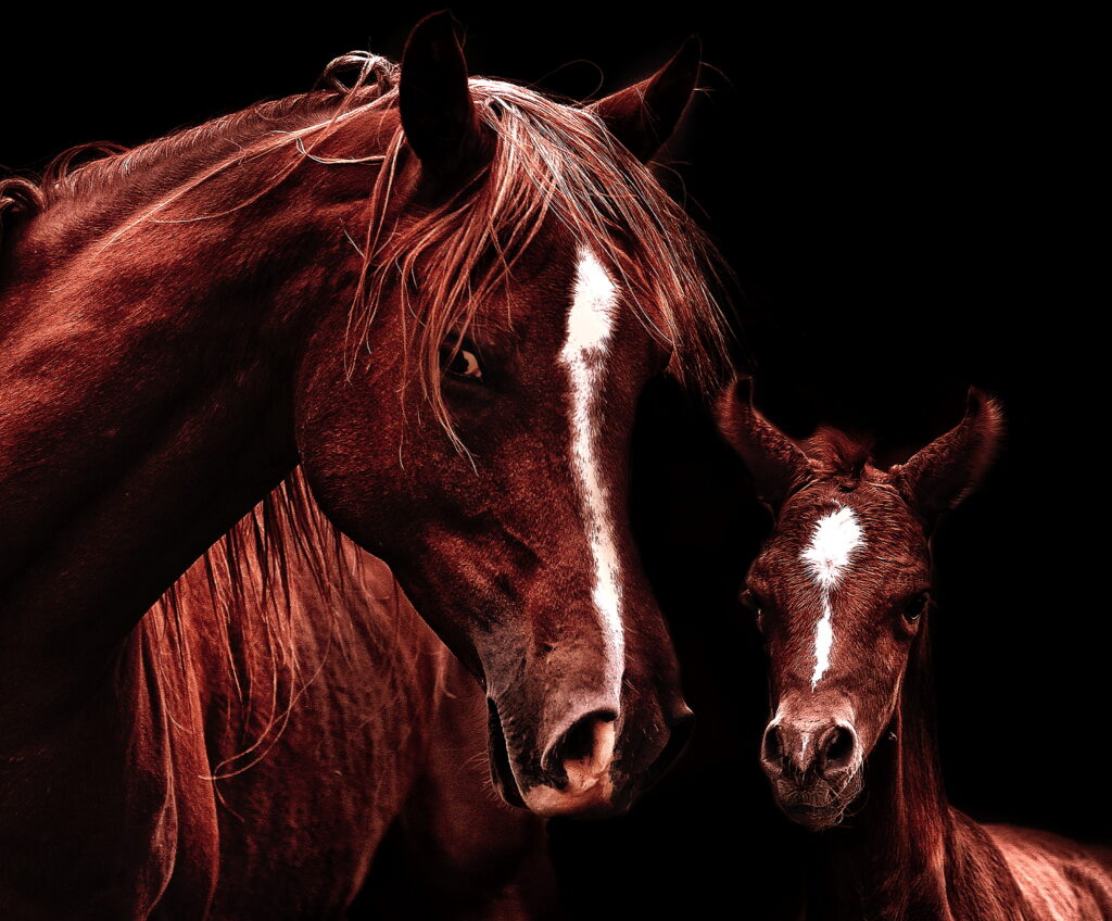 portrait of a mare and foal. Cleaning up dirty mares can help them become pregnant. 
