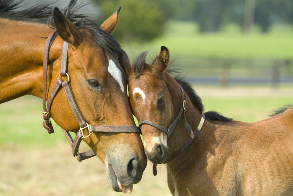 A mare and foal pressing their heads together. 