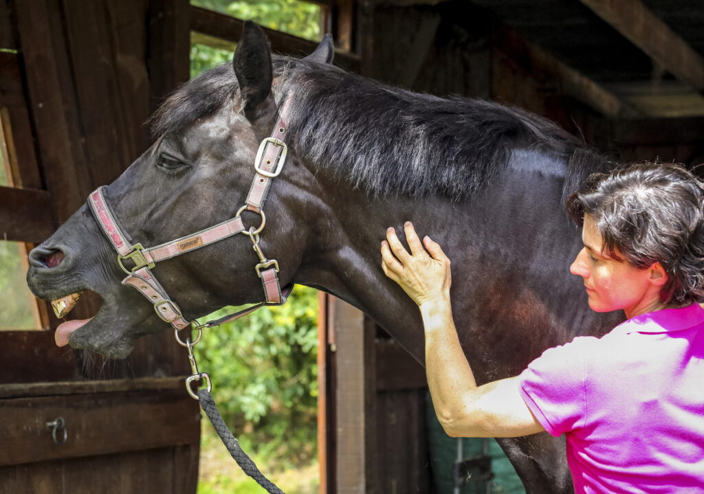 Woman giving horse massage