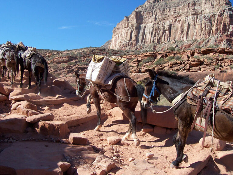 pack mules Grand Canyon