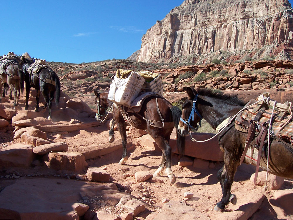 pack mules Grand Canyon