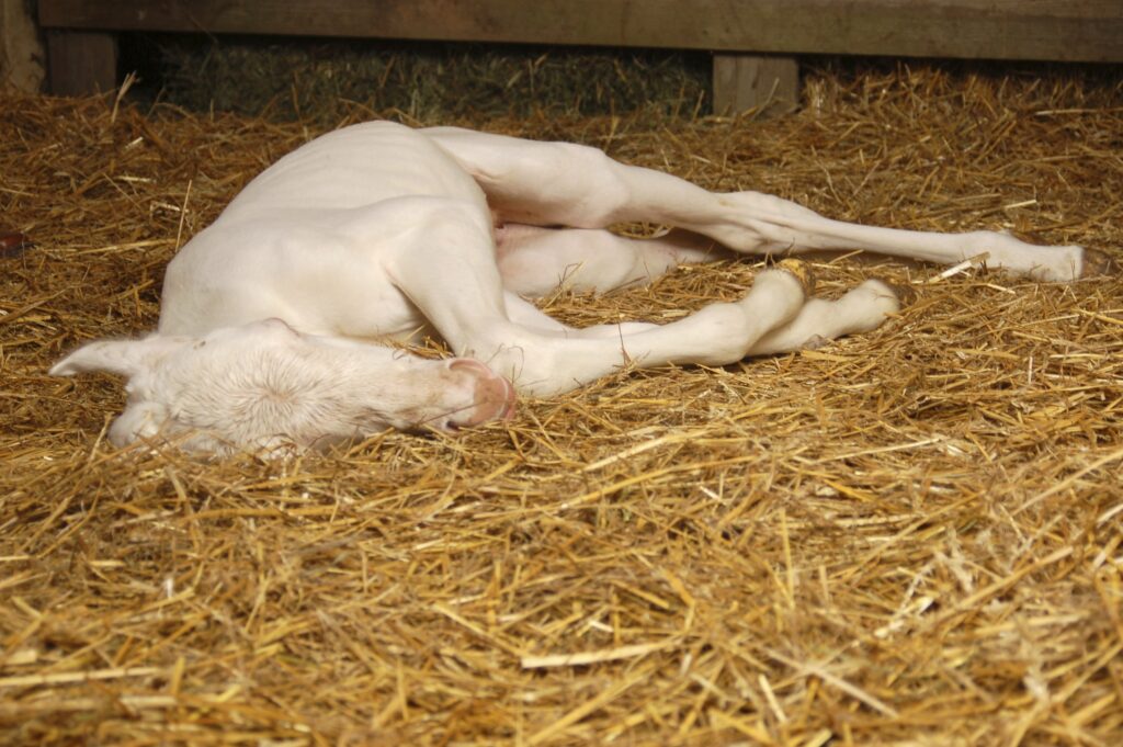 A deceased foal on straw bedding. Toxicoinfectious botulism occurs when foals ingest spores from the environment.
