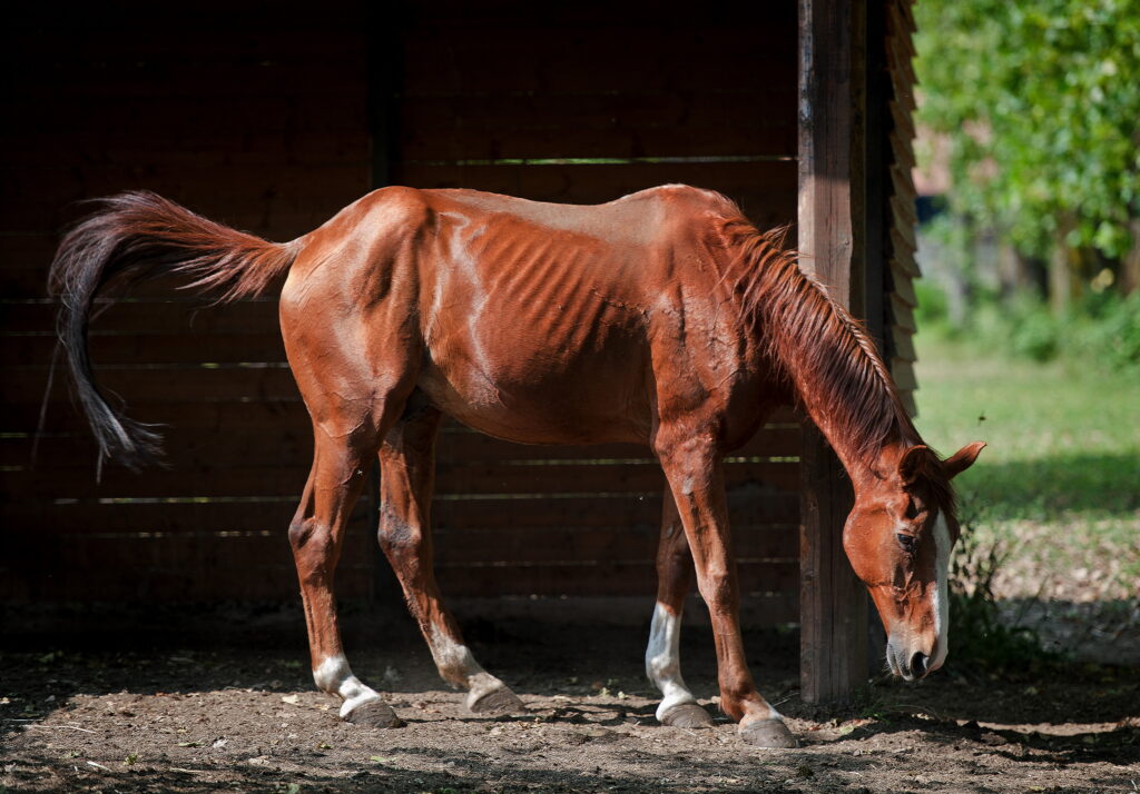 Skinny chestnut horses with severe equine asthma
