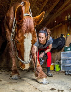 Horse stretching