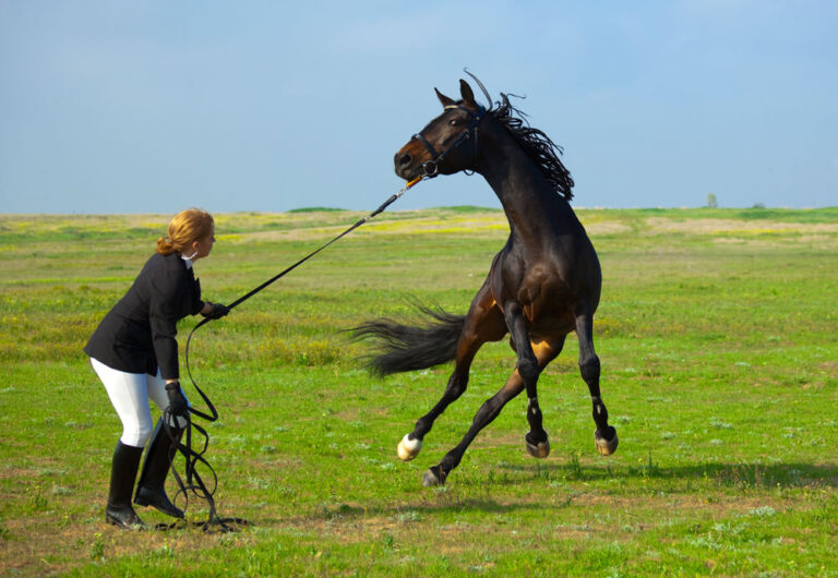 unruly horse in field woman leading