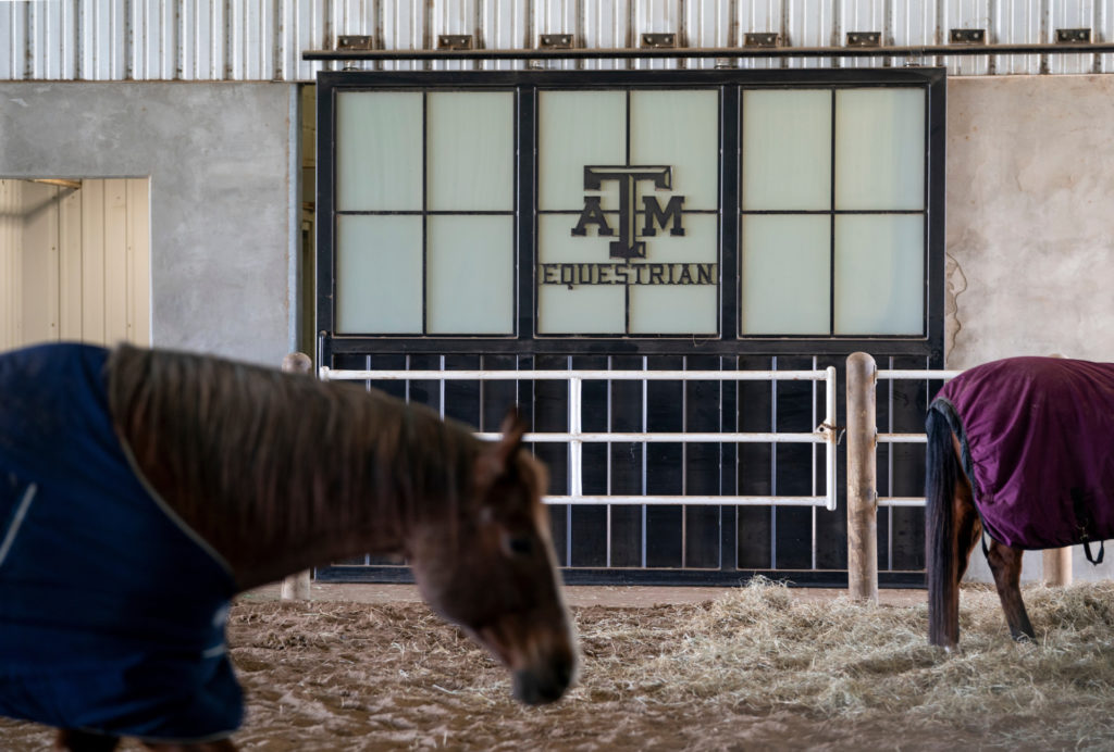 Horses at the Thomas G. Hildebrand DVM ’56 Equine Complex.