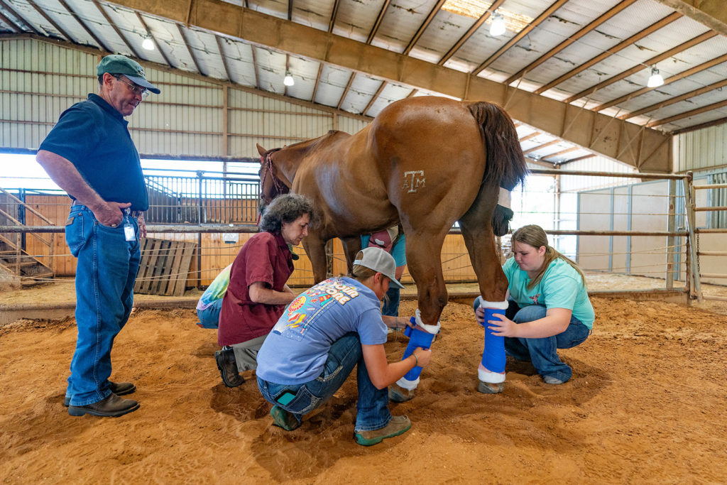 Participants of 4-H Veterinary Science Camp take instruction at the Thomas G. Hildebrand DVM ’56 Equine Complex at Texas A&M University. 