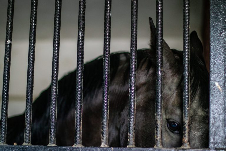 Head of horse looking over the stable doors