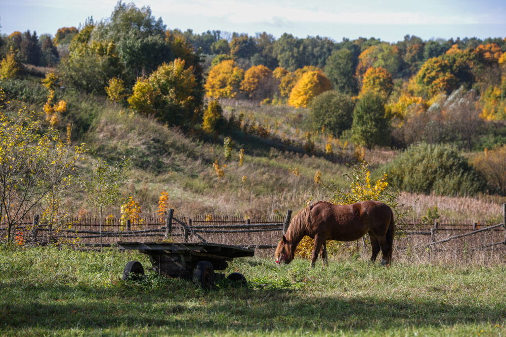 brown horse grazes next to an old wooden cart against the background of an autumn forest and a ravine at sunny day. ACTH concentrations in horses are higher in autumn. 