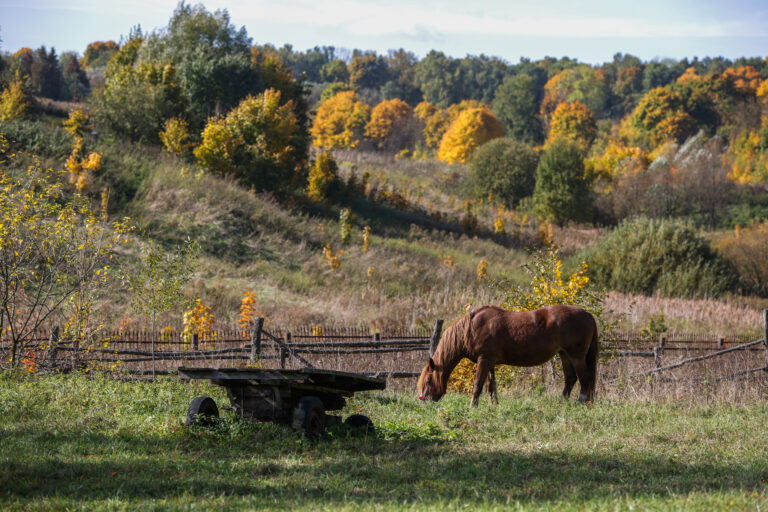 brown horse grazes next to an old wooden cart against the background of an autumn forest and a ravine