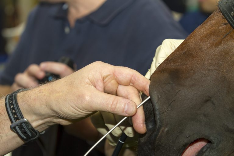 Arthroscopy operation on a Horse