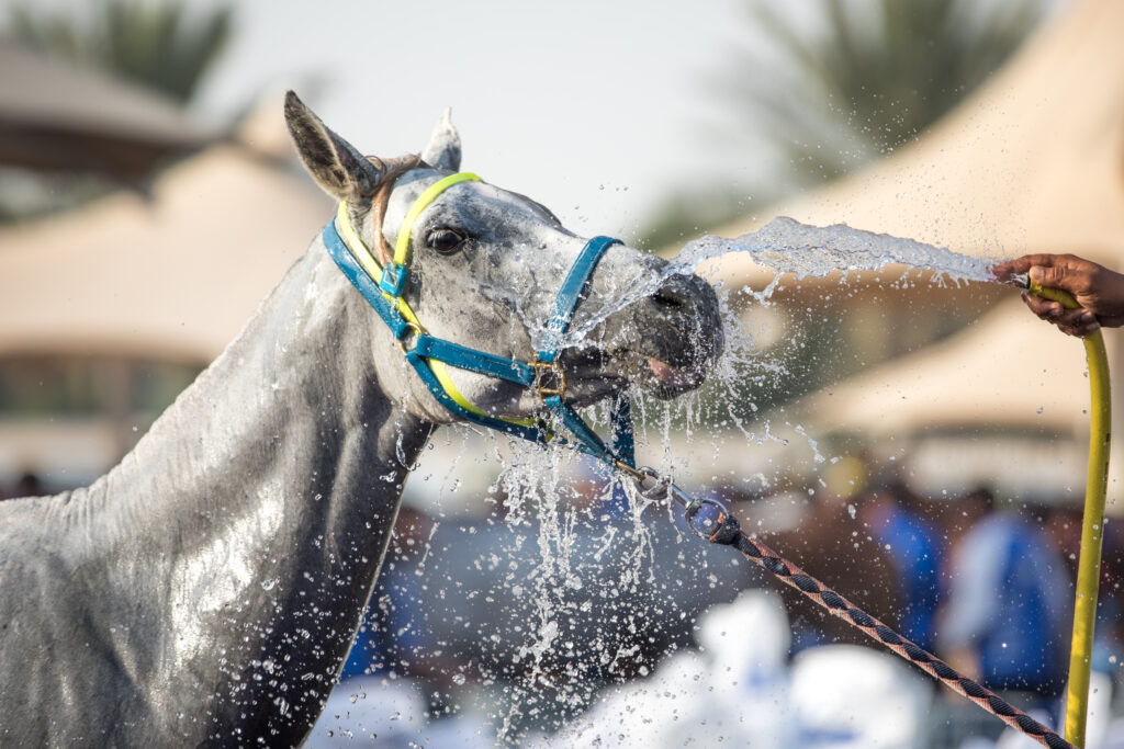 An Arabian endurance horse is hosed off after competition. Transport effects on endurance horses include dehydration and loss of electrolytes.