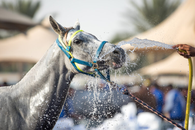 A relaxed Arabian horse enjoying a refreshing shower
