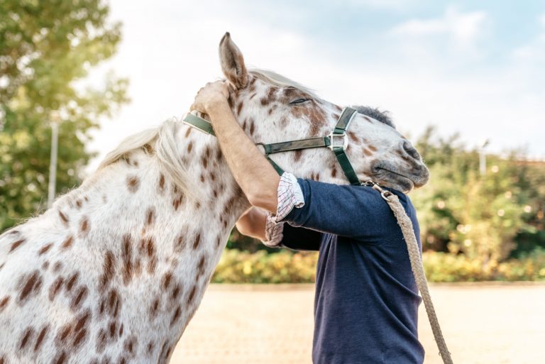 veterinarian checking holding head of spotted horse on shoulder