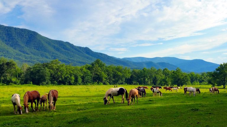 Mountain Pasture Horses