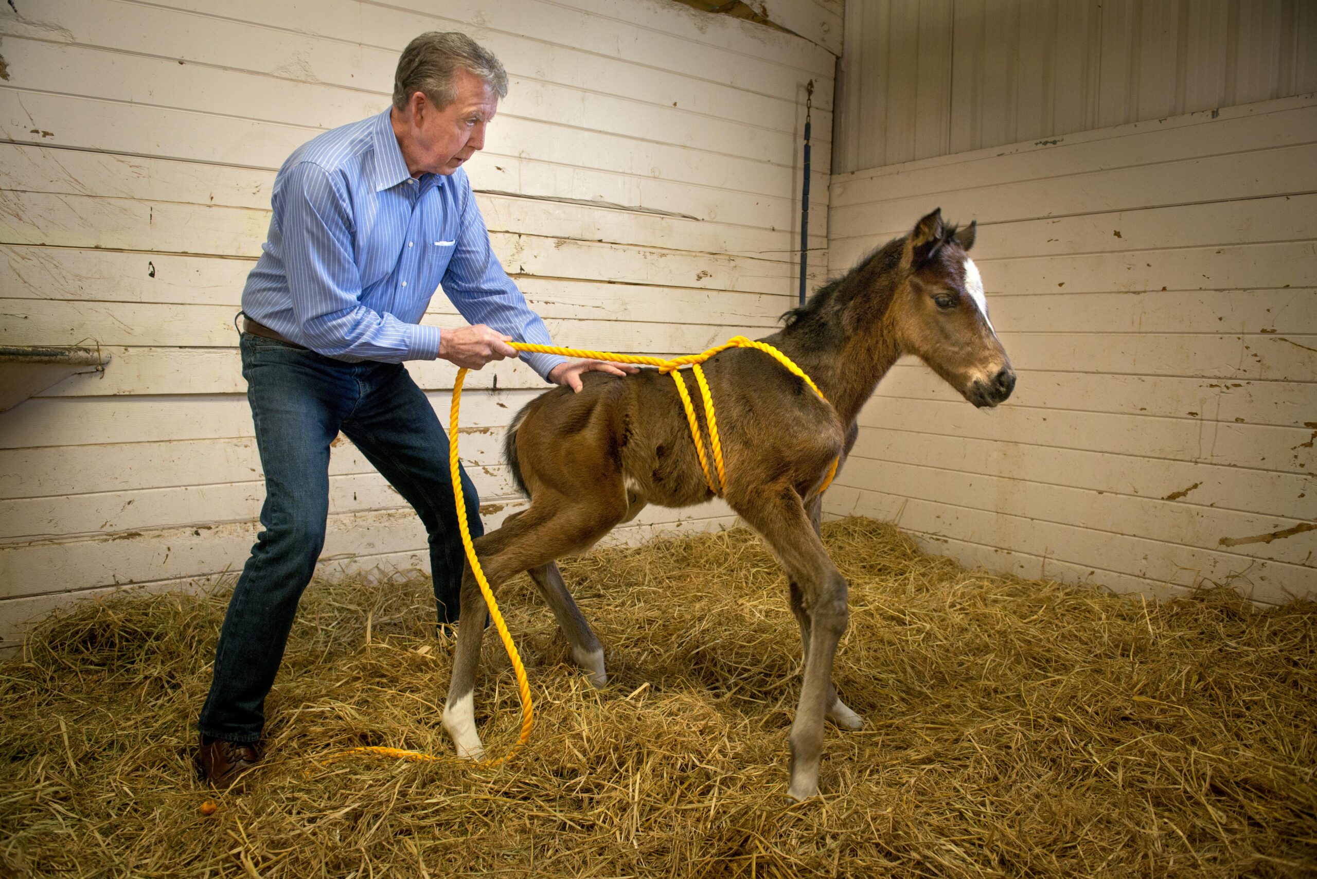 Madigan Foal Squeeze Technique EquiManagement