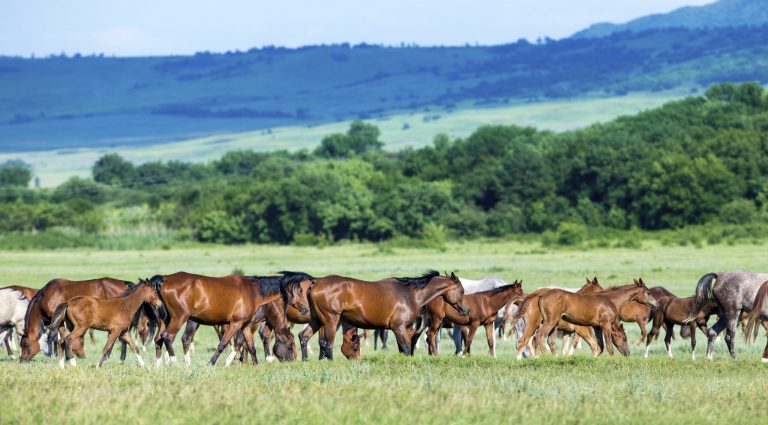 mares-and-foals-on-green-pasture