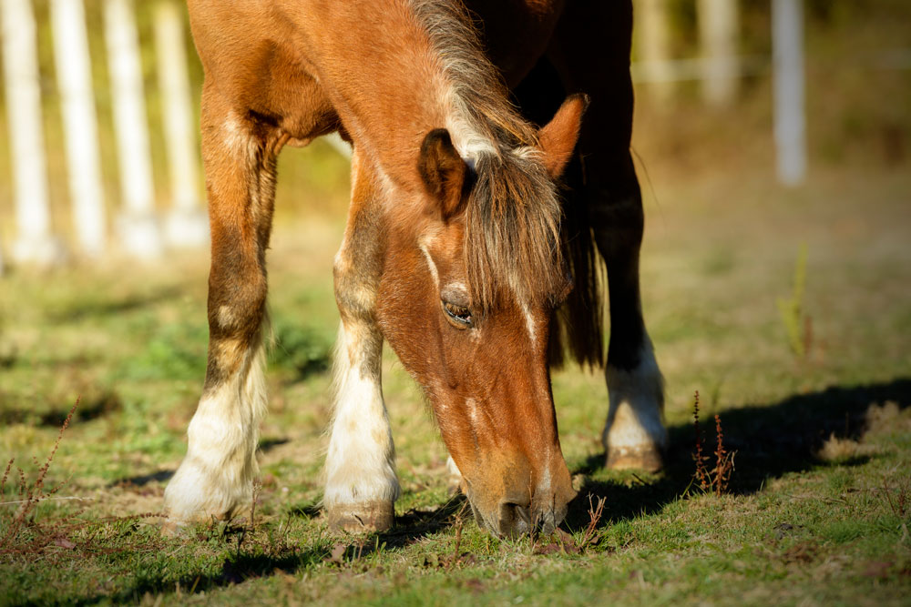 old chestnut mare grazing