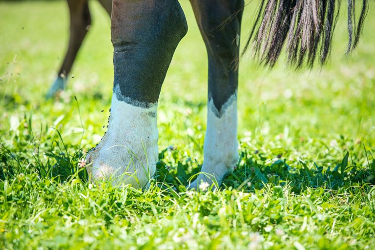 swollen hind leg horse