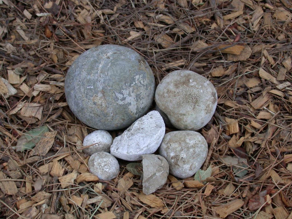 Enteroloths can possibly be dissolved using coke. 