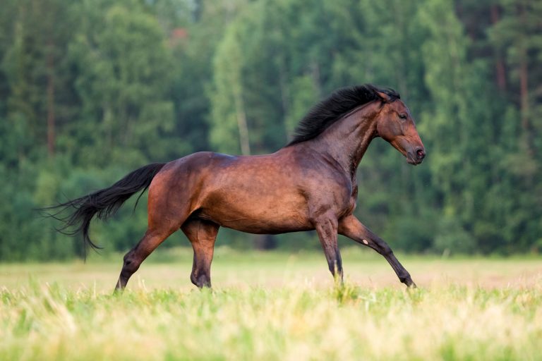 Dark bay horse galloping in forest freedom