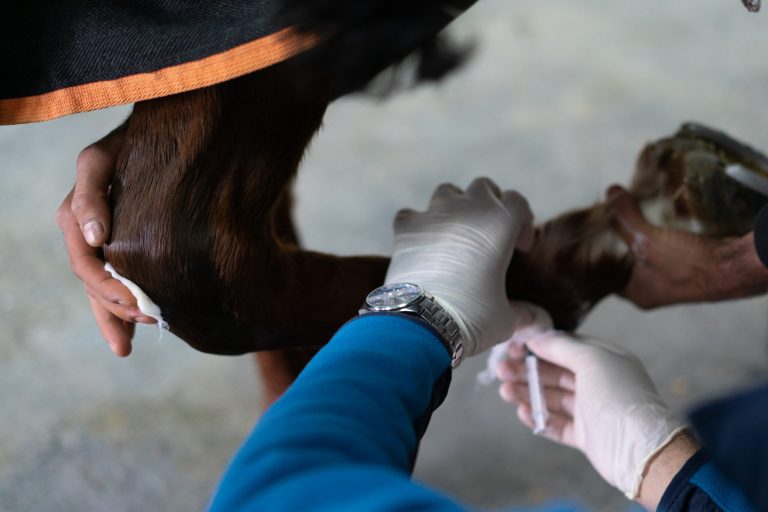 Close up veterinarians give injections to the horse's feet before the race
