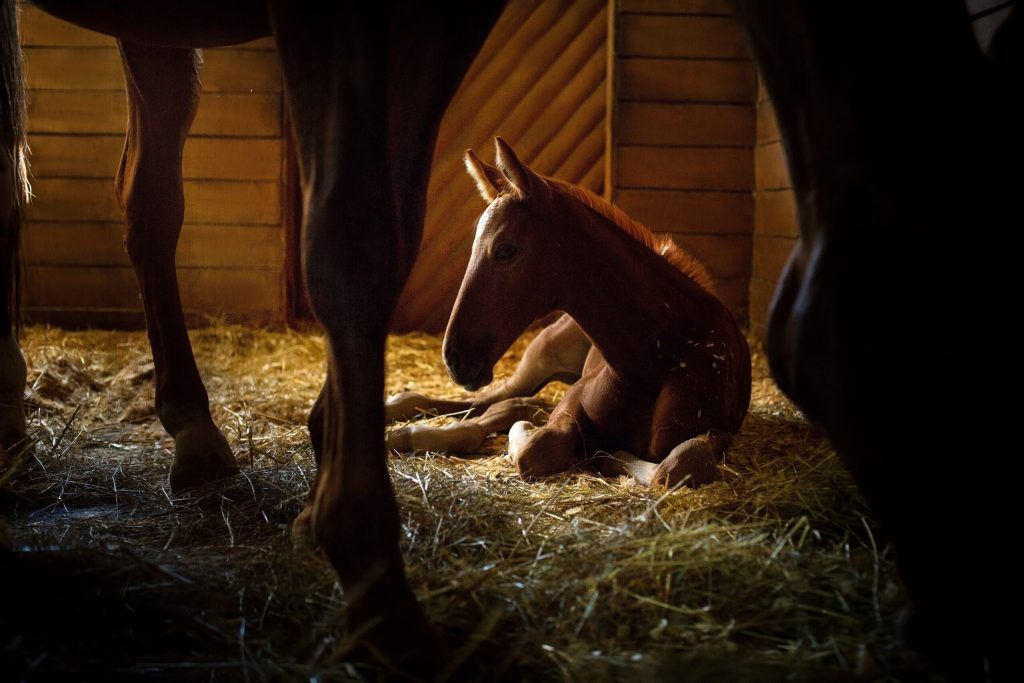 A foal in a stall, which might be at risk for gastroduodenal ulceration syndrome (GDUS). 