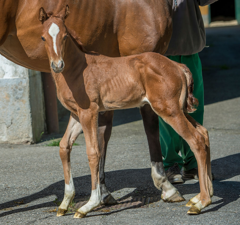 Foal Limb Deformities EquiManagement   Foal Lax Tendons Limb Deformity 160920042 ABFa4 1000 