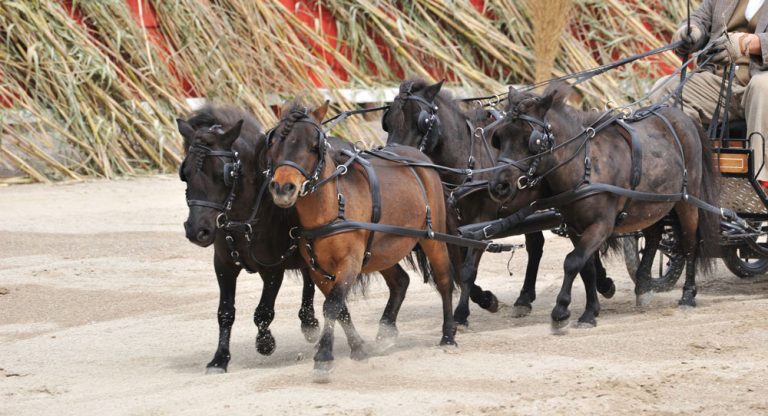 miniature-horse-hitch-wagon-team-1000