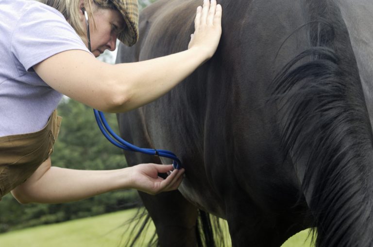 Vet with pony