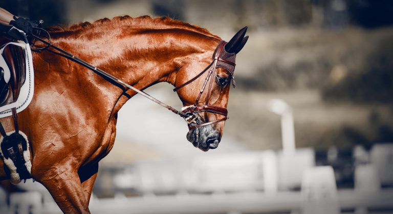 Portrait sports red stallion in the bridle. The neck of a sports horse with a braided mane
