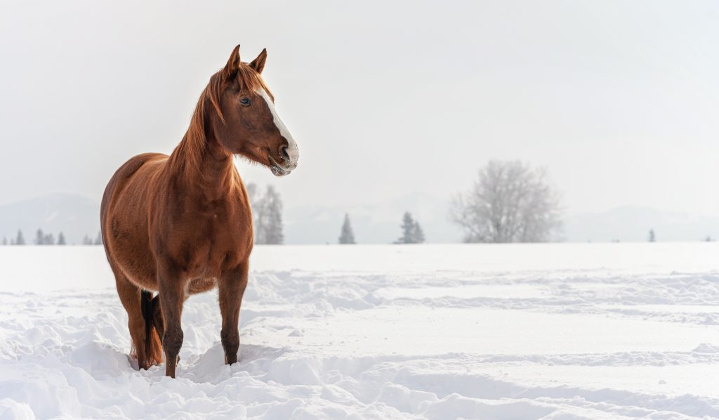 horse in snow, cold weather. 