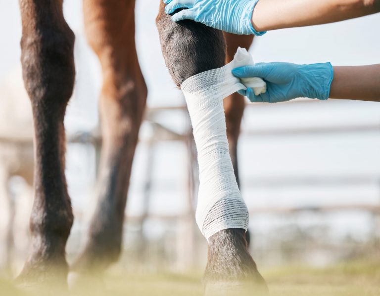 Cropped shot of an unrecognisable veterinarian wrapping a bandage around a horse's leg on a farm