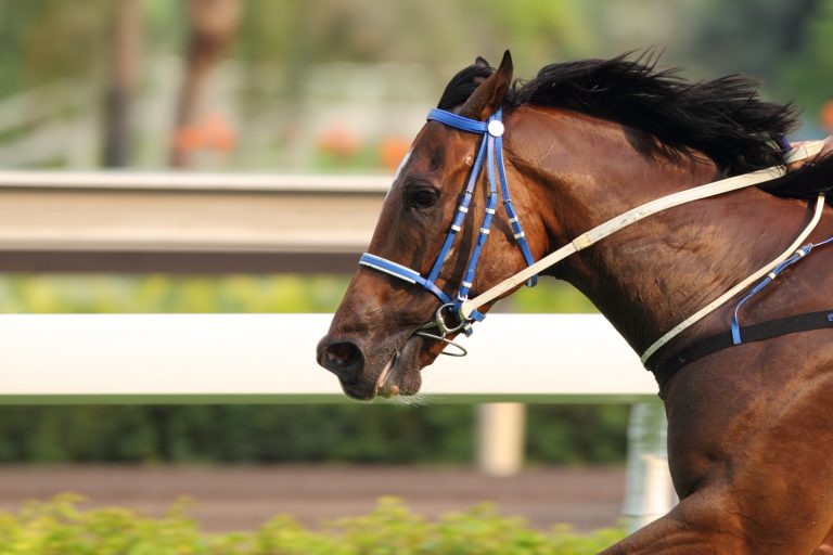 Horse running on a track in motion
